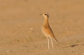Renvogel 2